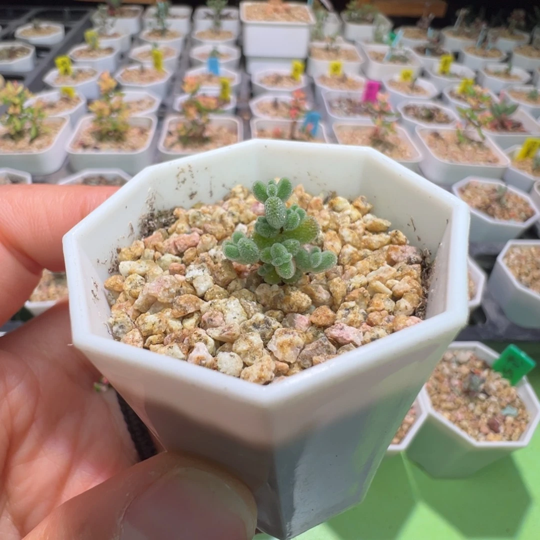 尺寸很小，1350实生超闪莱斯，拍下不退不换