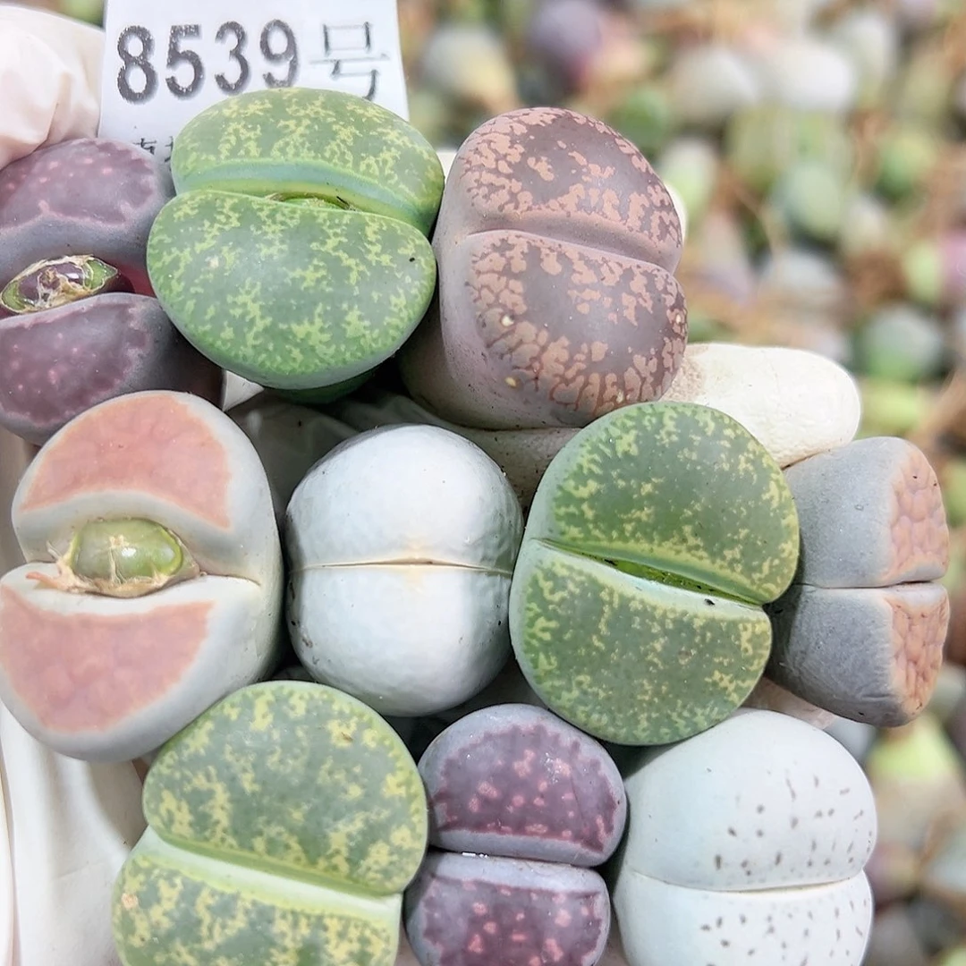 8539 好养易活生石花大母本10个