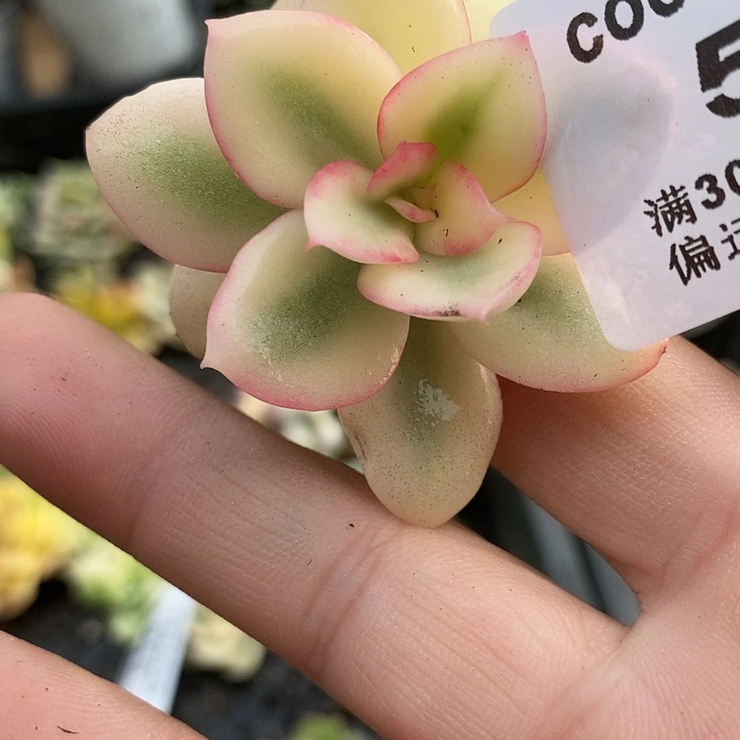好**贝529多肉植物哇啦塞不认识