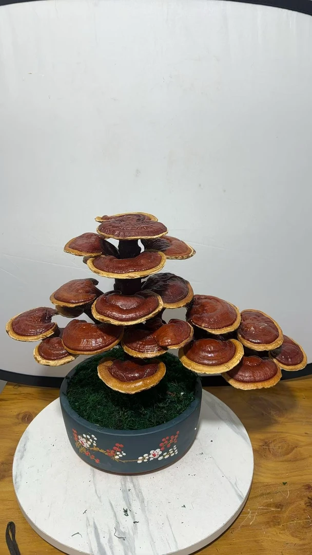 灵芝盆景自带祥瑞之气适合家中门店摆放一物一拍天然灵芝盆景书房