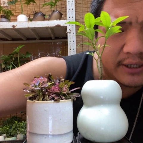 红陶秋*一物一拍所见即所得165