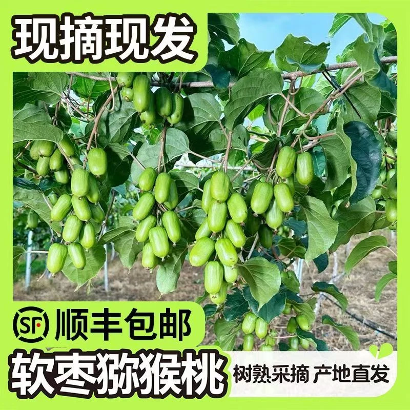 东北特产奇异莓软枣猕猴桃新鲜香甜多汁-顺丰包邮