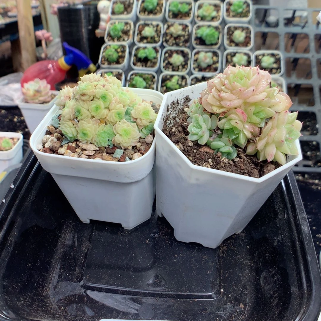 无花朵B118英语英语英语