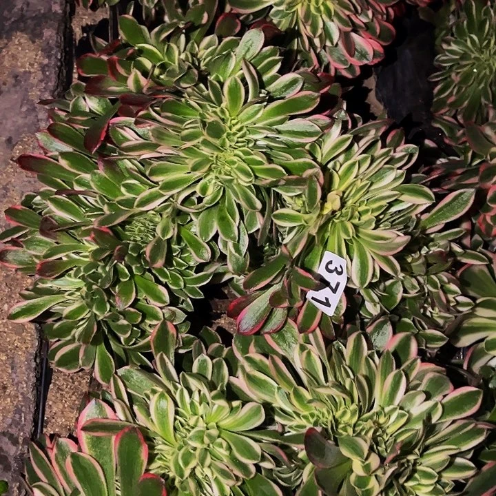 371男神多肉植物处理不售后缀化