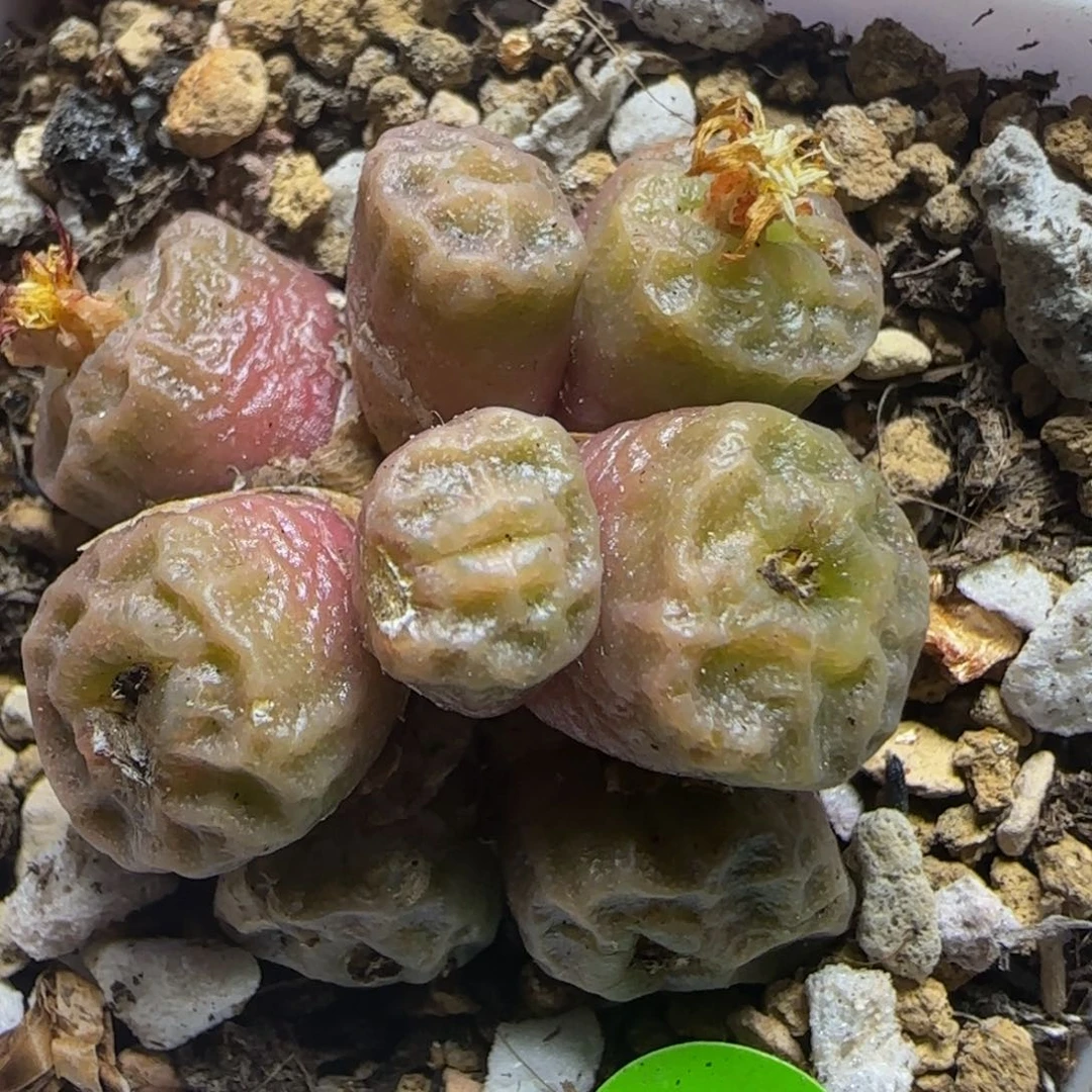 嘟嘟嘴烧麦多肉植物786