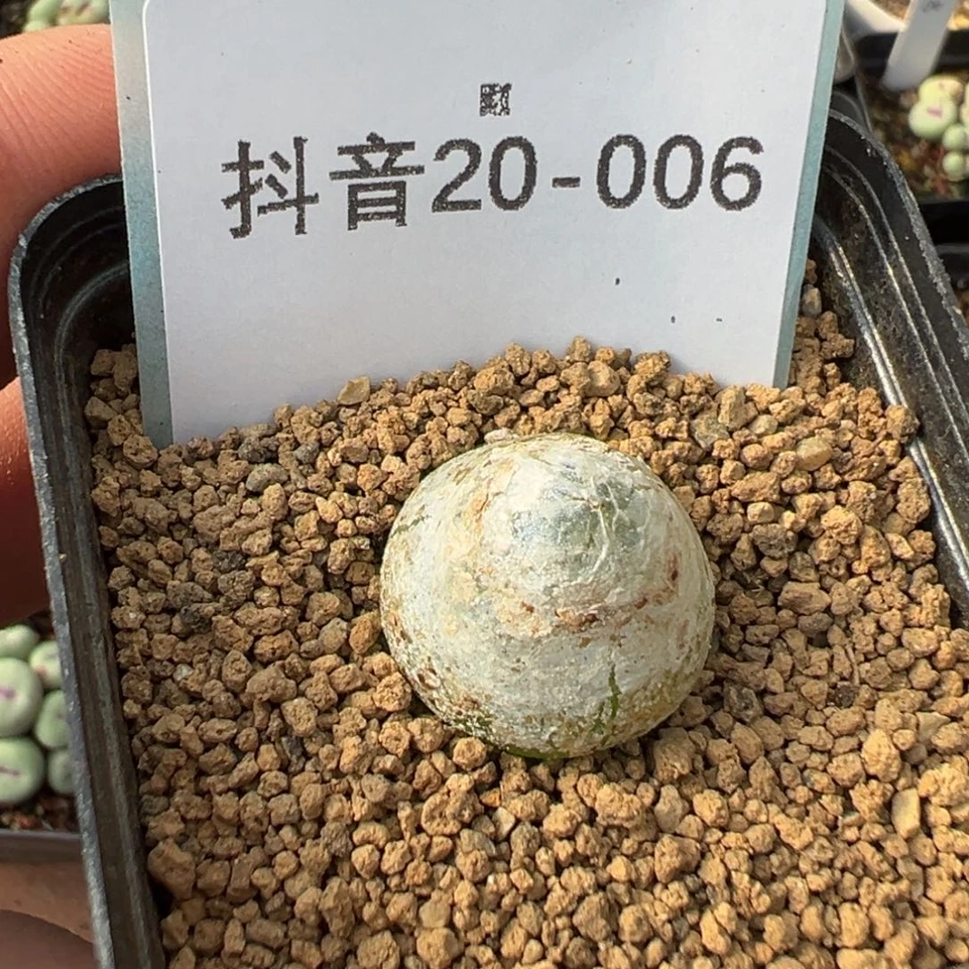 20-06肉锥多肉植物