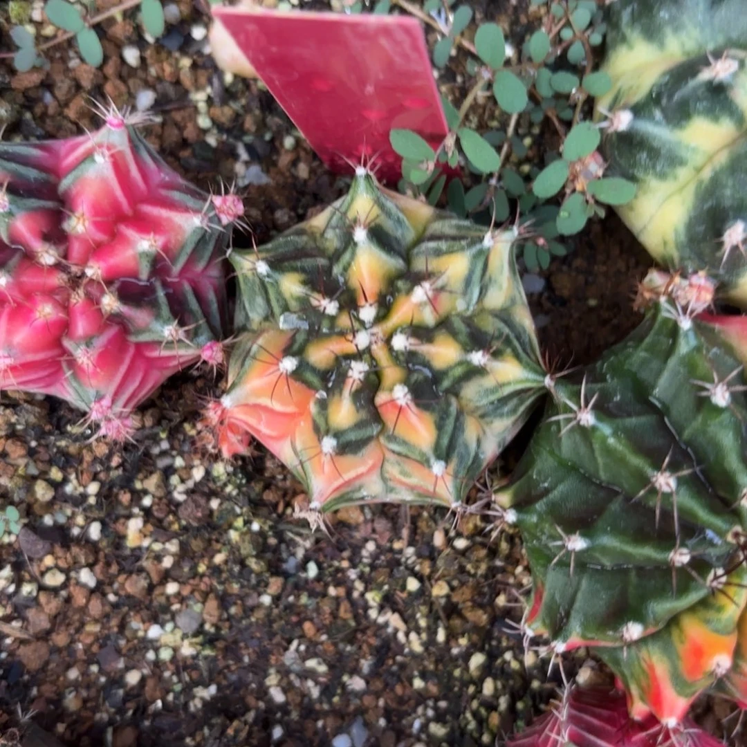 L574-1219泰国发货