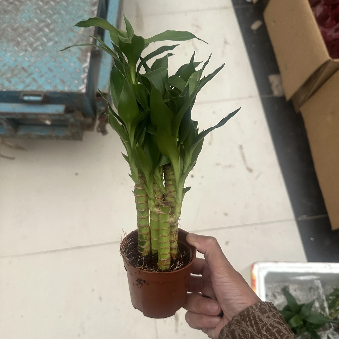 步步高升富贵竹荷花竹文昌竹水培植物室内客厅吸甲醛好养