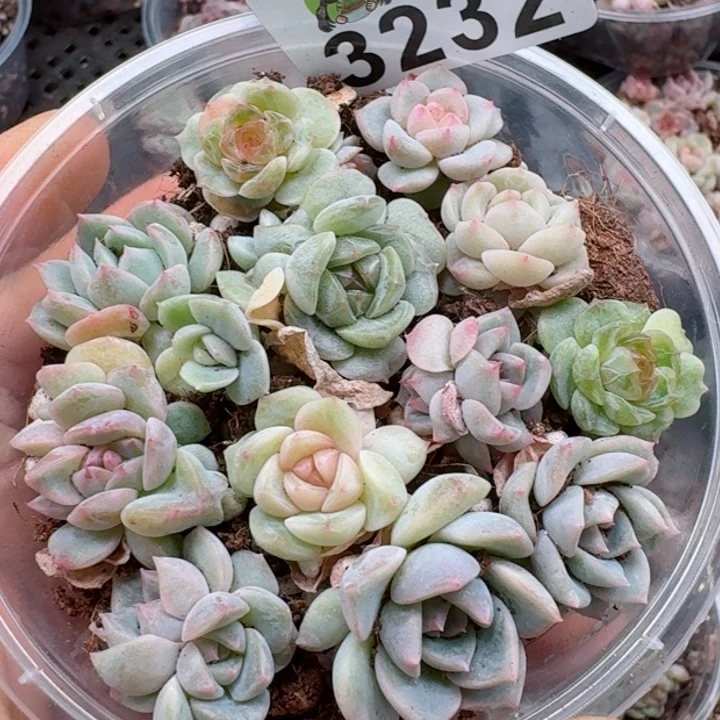 多肉植物多肉植物