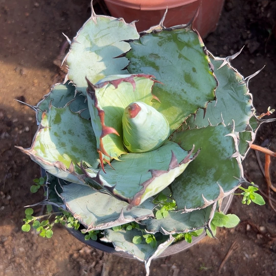 多肉植物蓝鲸单头