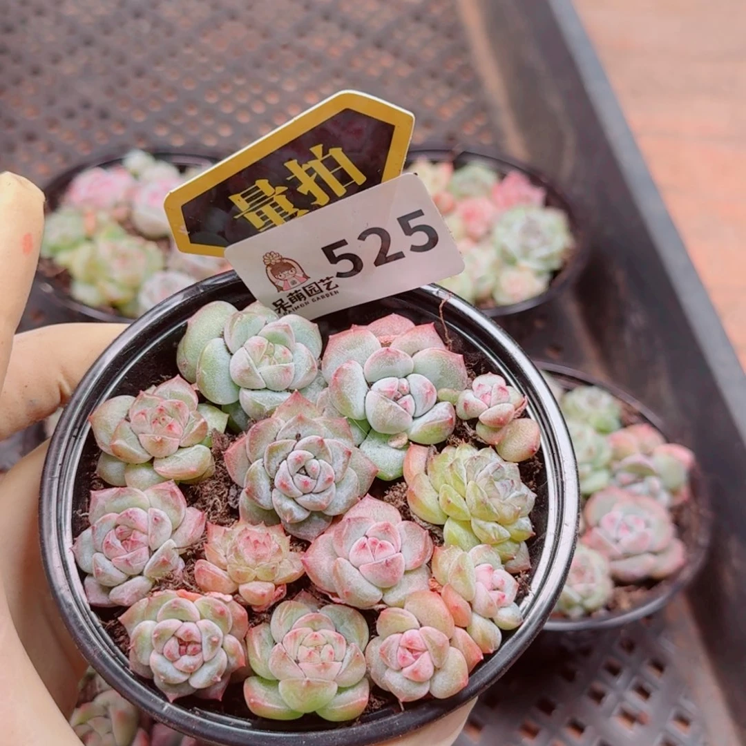 多肉植物多肉植物