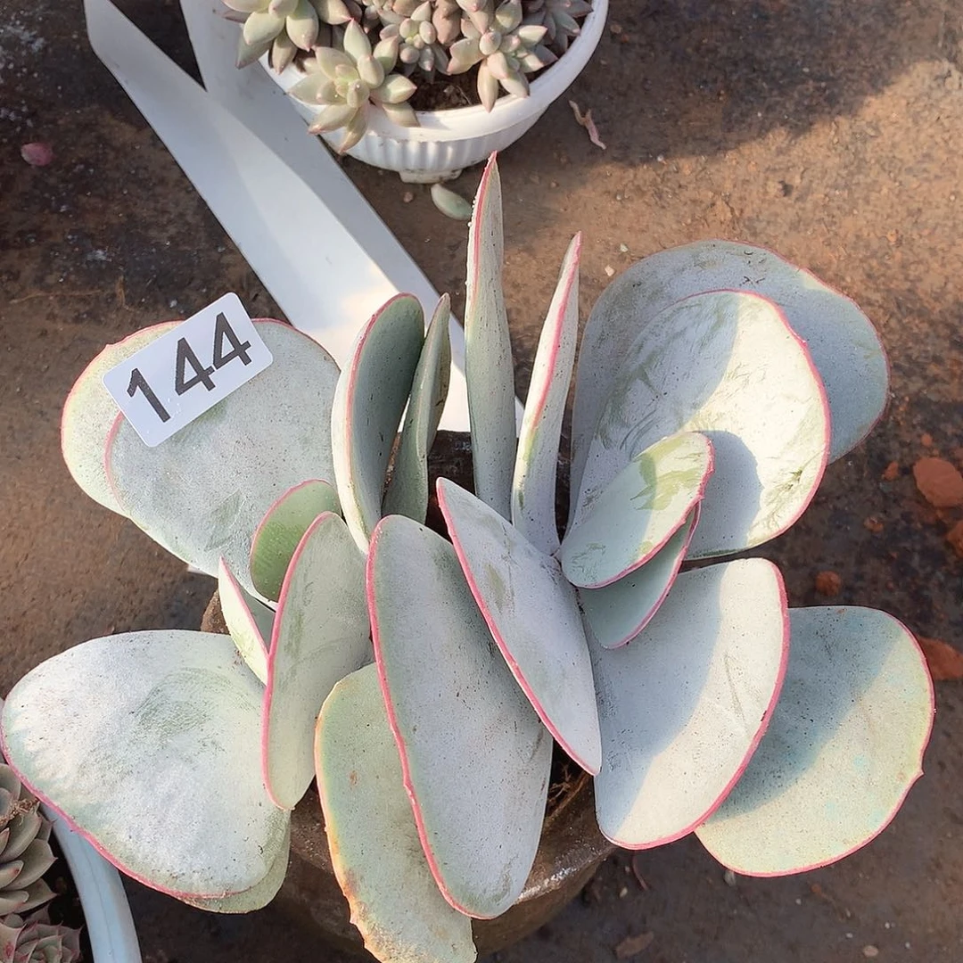 144白眉一物一拍多肉