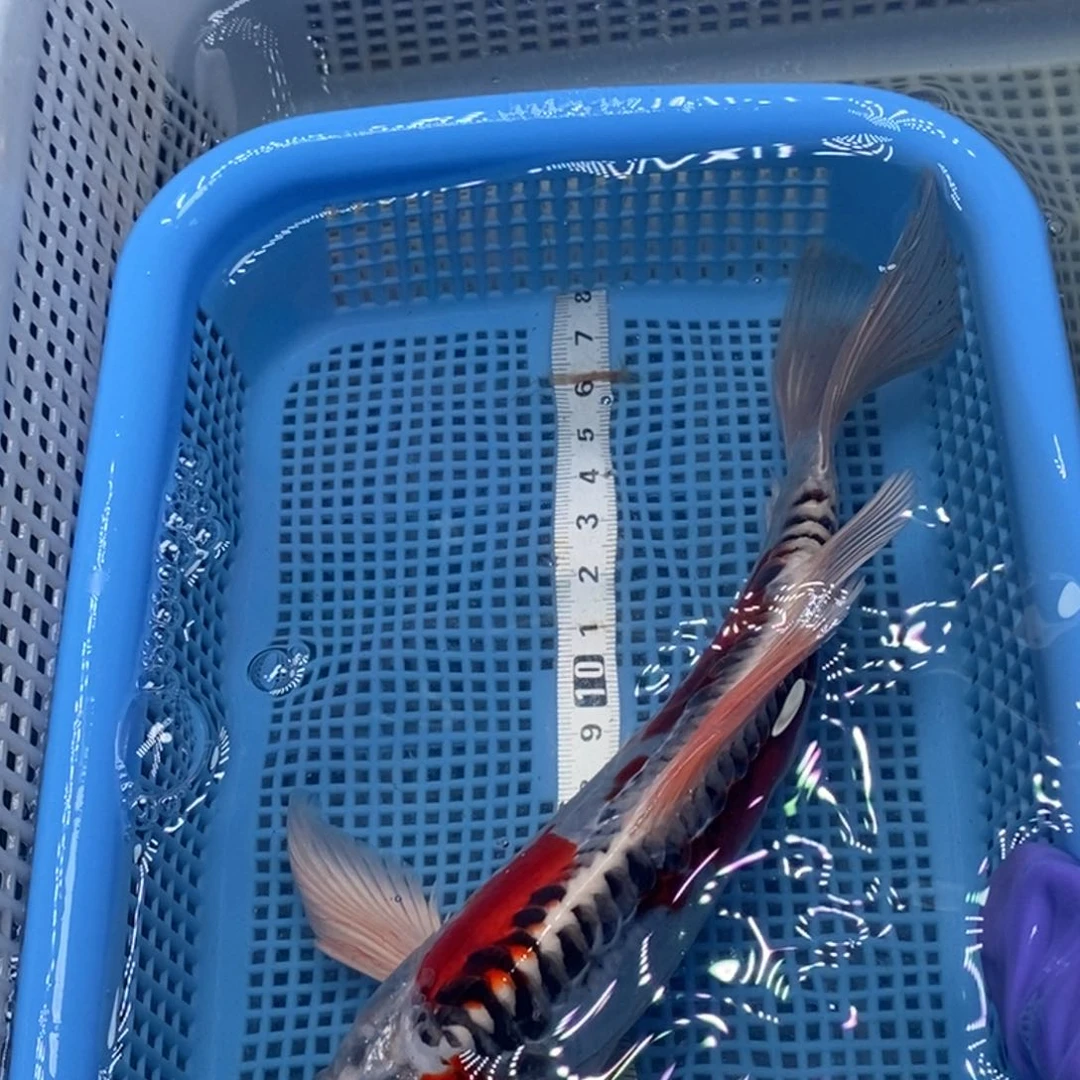 锦鲤冷水锦鲤包邮