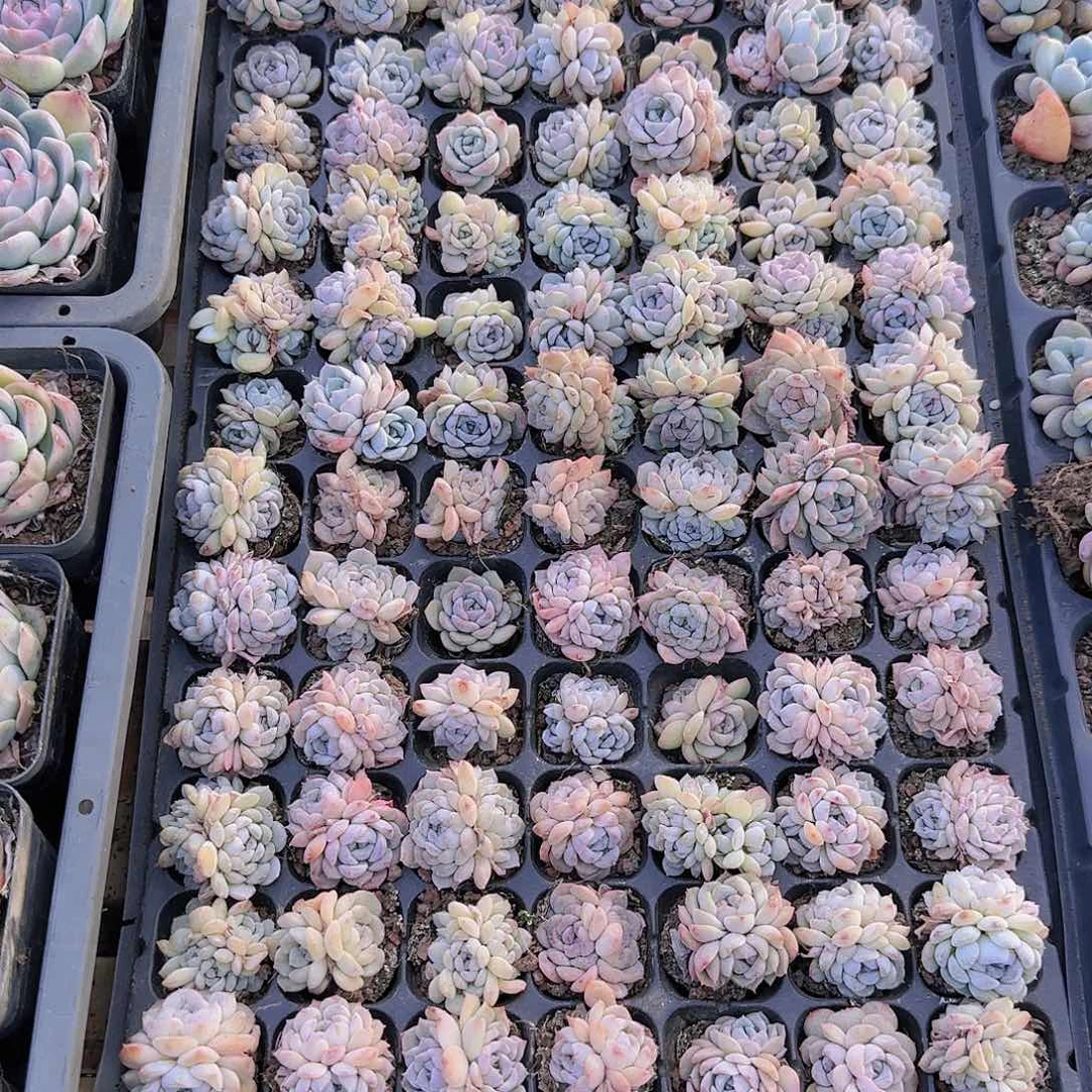 直播一物一拍多肉88