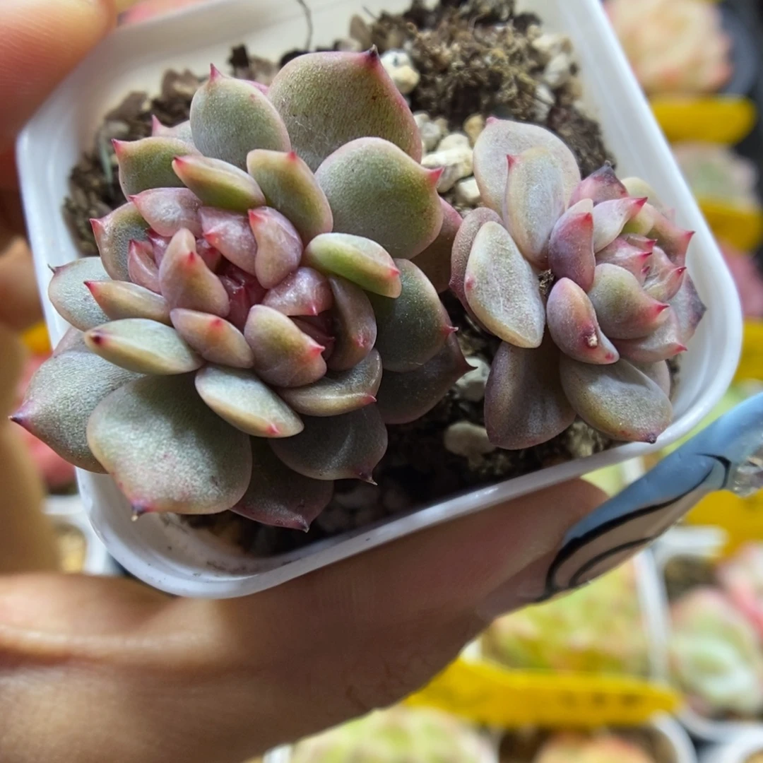 红色恋人缀化366号