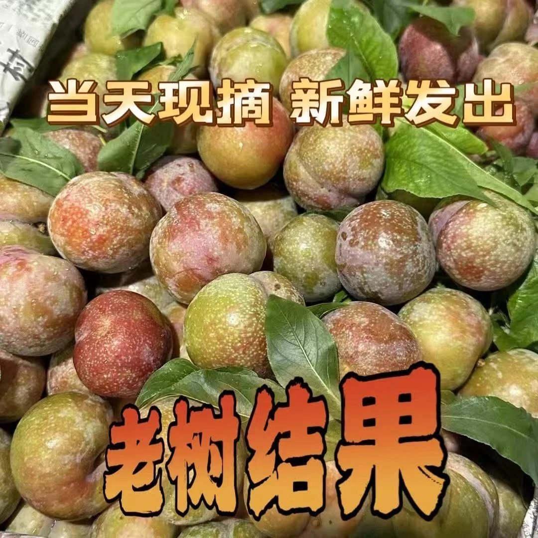 三华李子红心李子酸甜爽口红肉李钱排李子当季现摘孕妇水果包邮