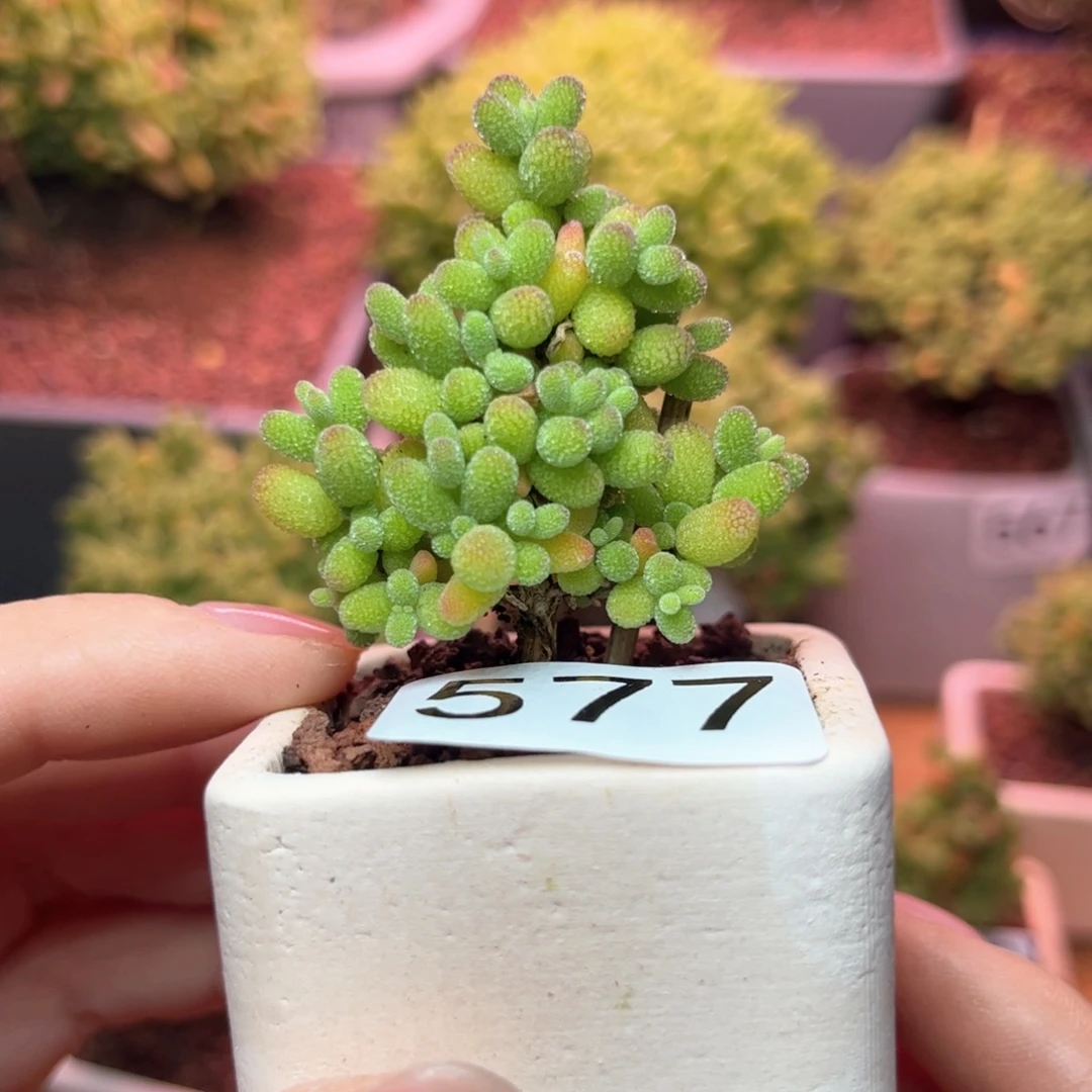 577金桔可爱多肉植物