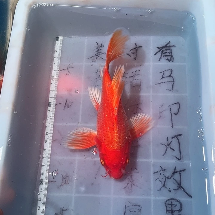 蝴蝶鲤鱼渔场直发45