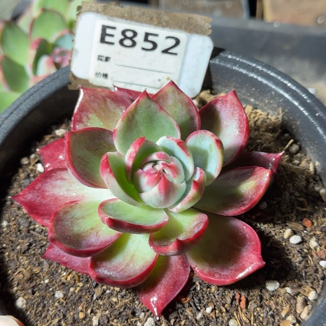 惊鸿一物一拍包装收缩花旱852厘