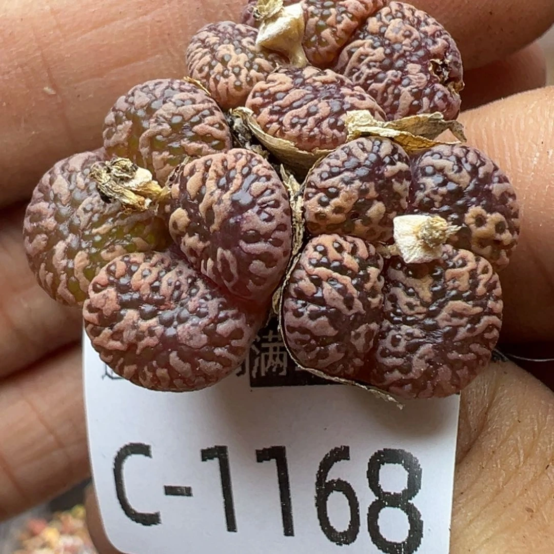 多肉植物11111111111