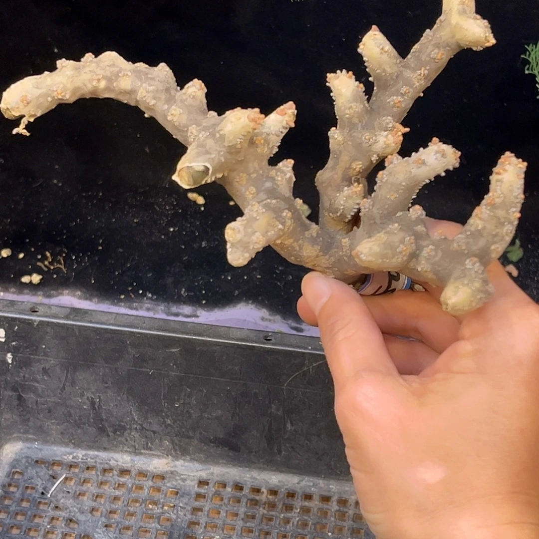 优选黑皮月界，粗枝密枝