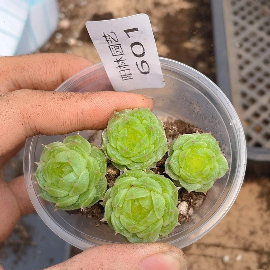 多肉植物多肉植物601