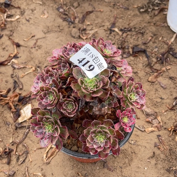 419安娜小手捧1号北