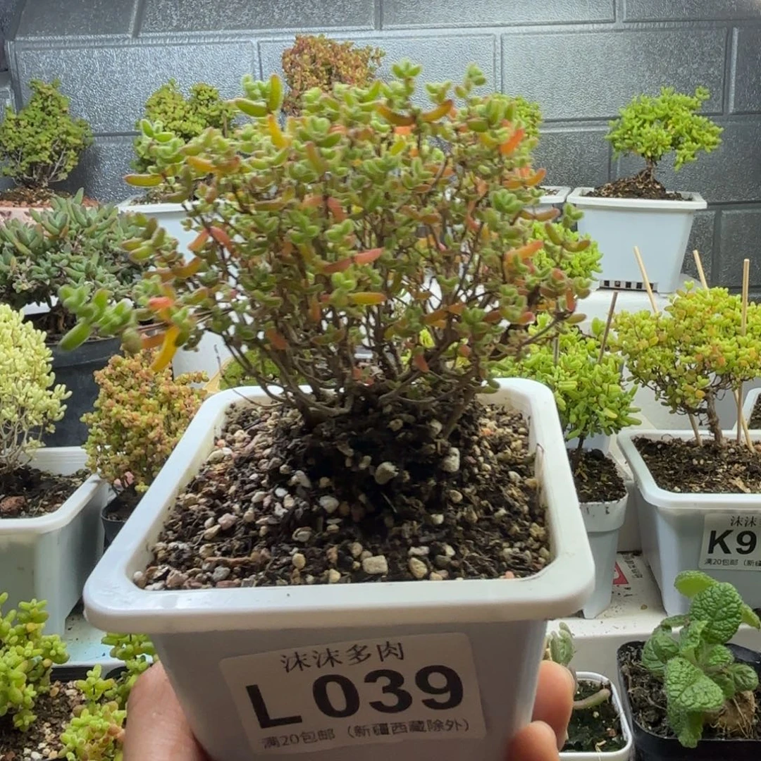 039蜜橘糖球开播福利