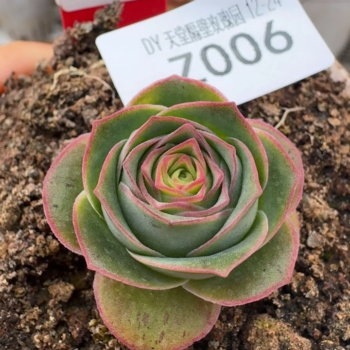 朱006。 龙沙遗梦。