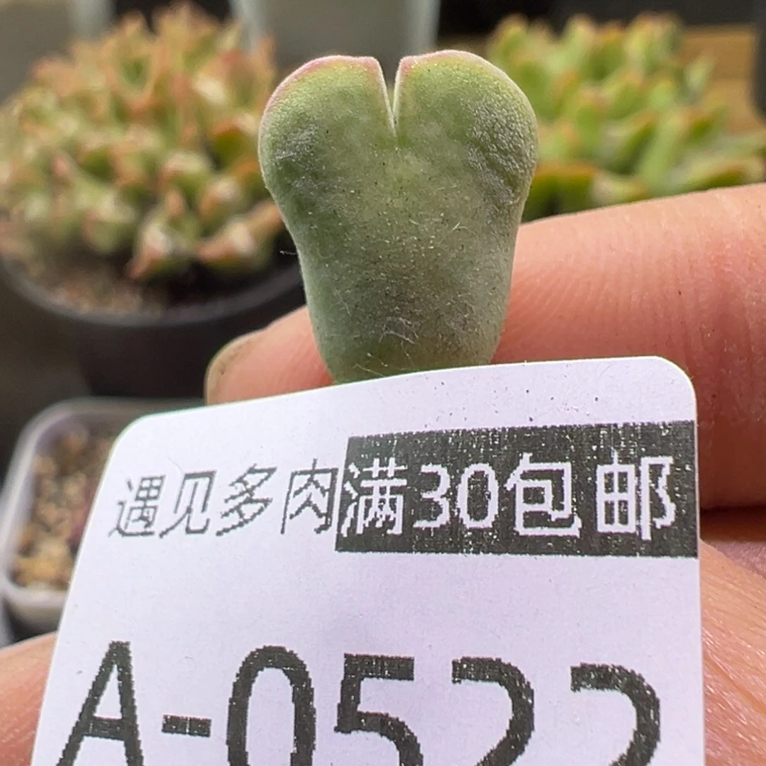 多肉植物111111111111