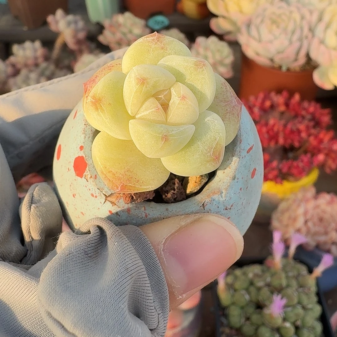 冰玉 多肉含盆土 一物一拍