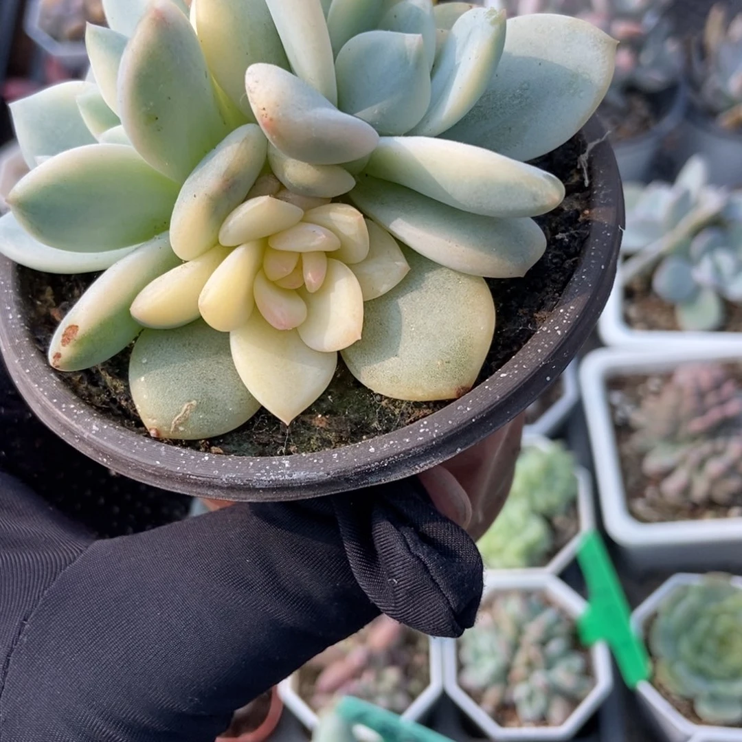 725梦露锦多肉植物保护