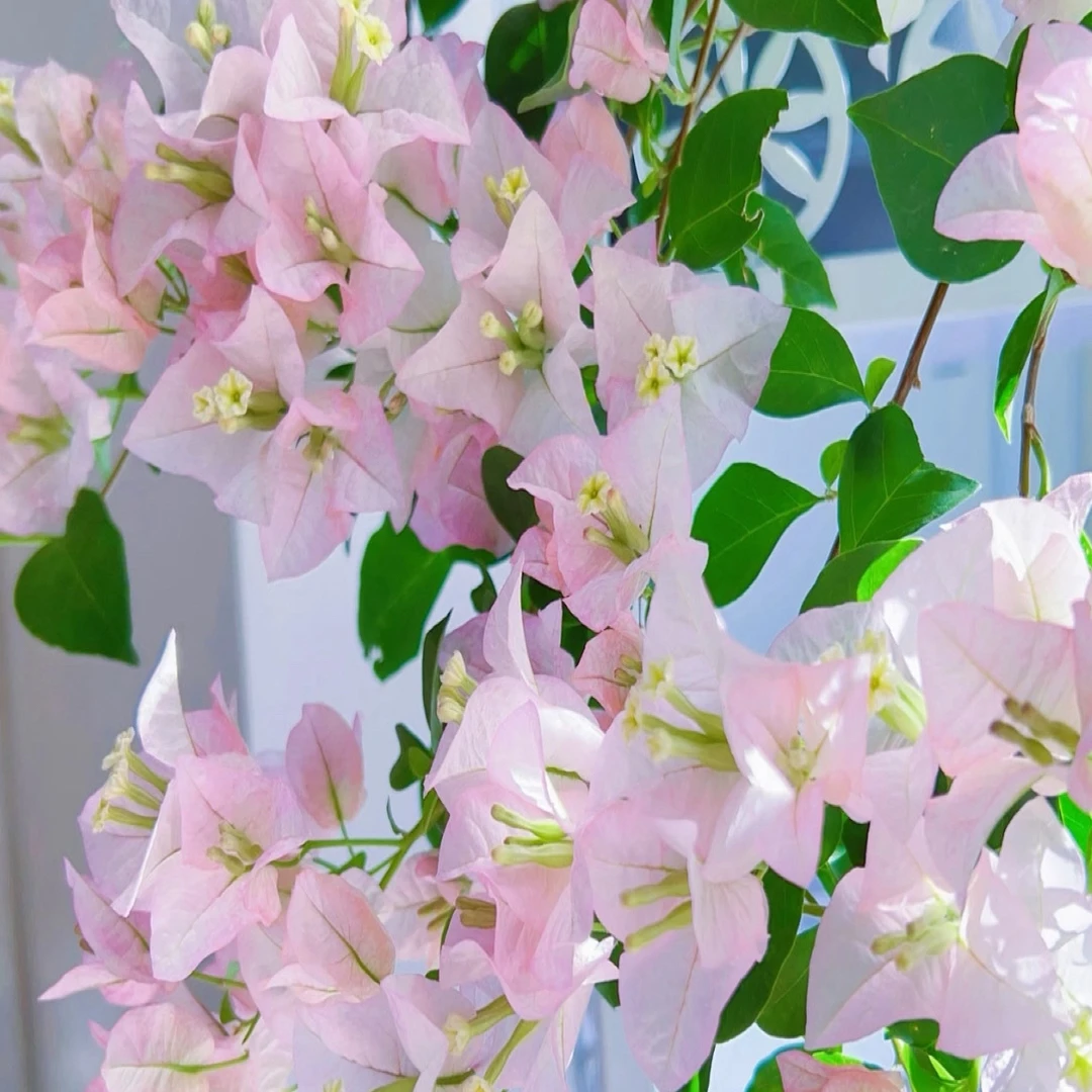 绿叶丽娜三角梅原盆原土发货不带陶瓷盆一个月内换盆不售后