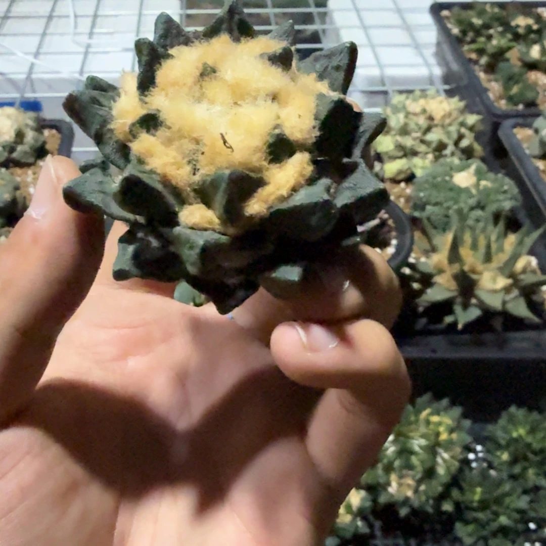 M***7仙人球开花一个福利品