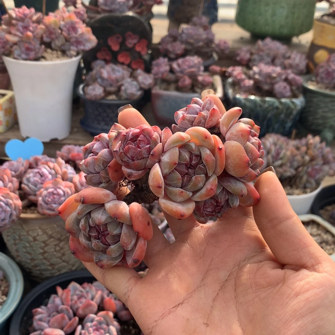 石榴籽老货花花花