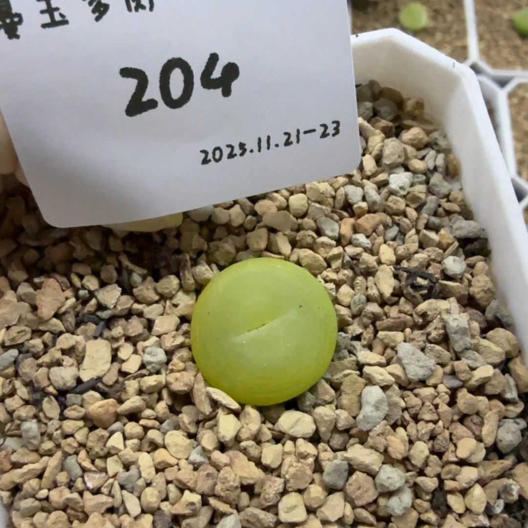 命***运多肉多肉多肉11-204