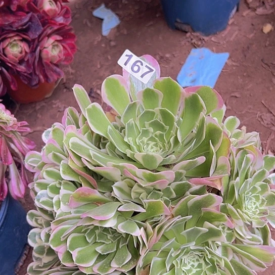 用****8多肉植物一个
