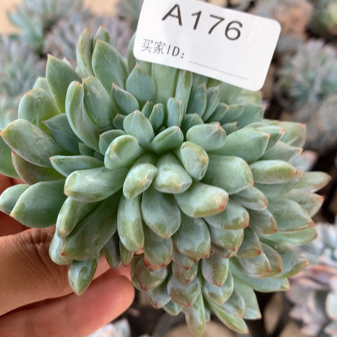 A176售后时间7天内，不拍冷链不售后。