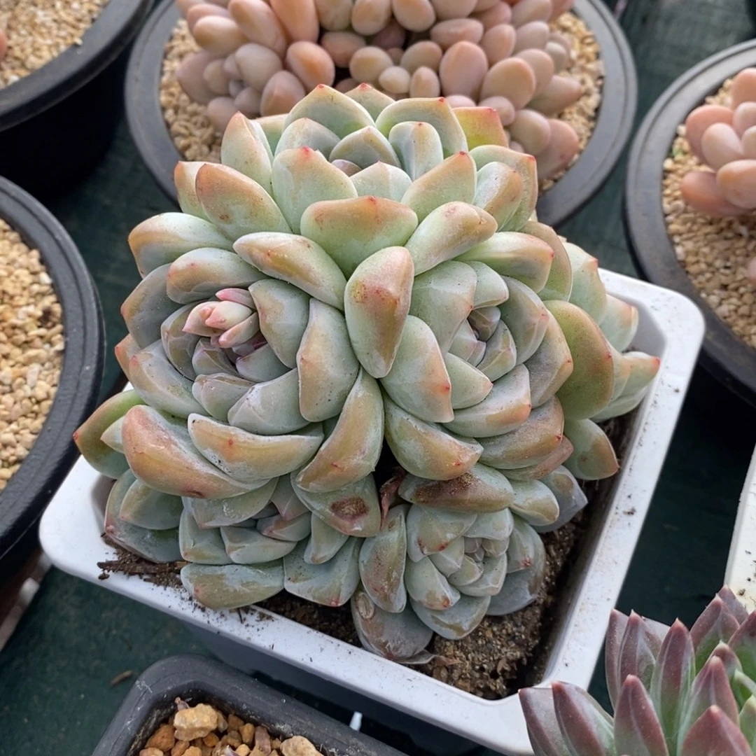 冰玉自然群，123456789