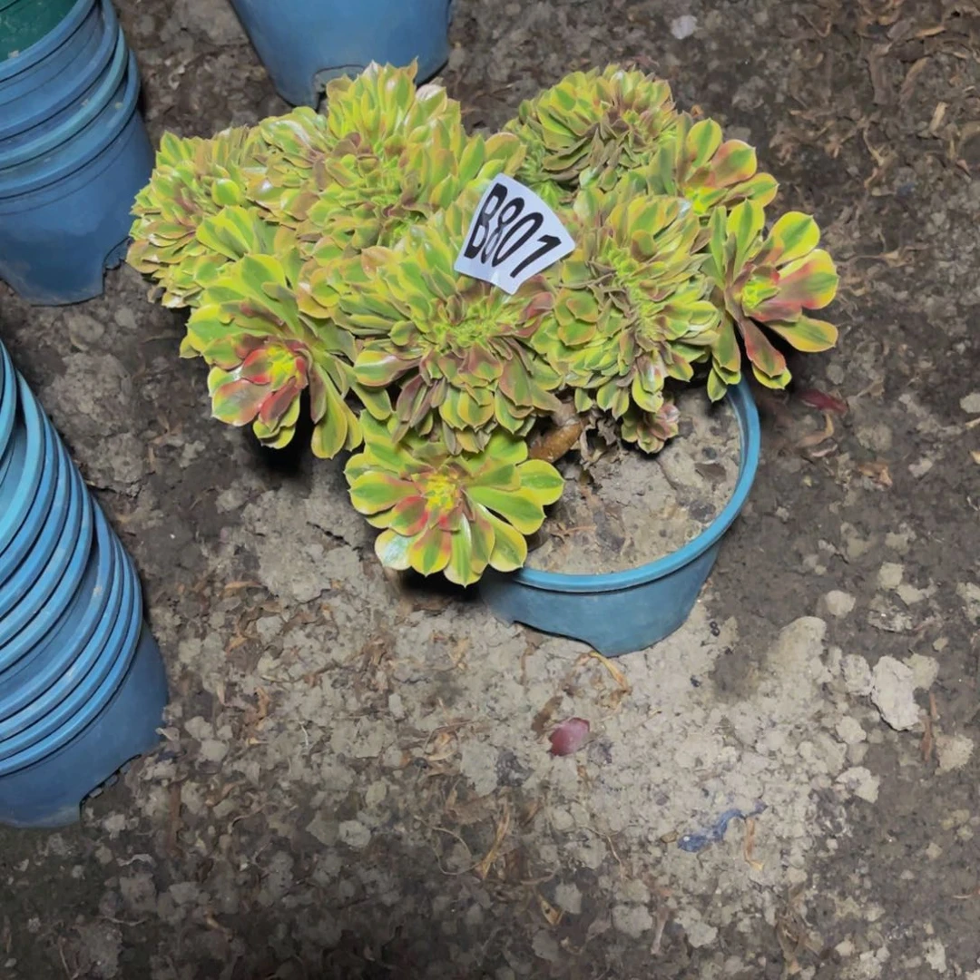 红袖法师28////////36包邮