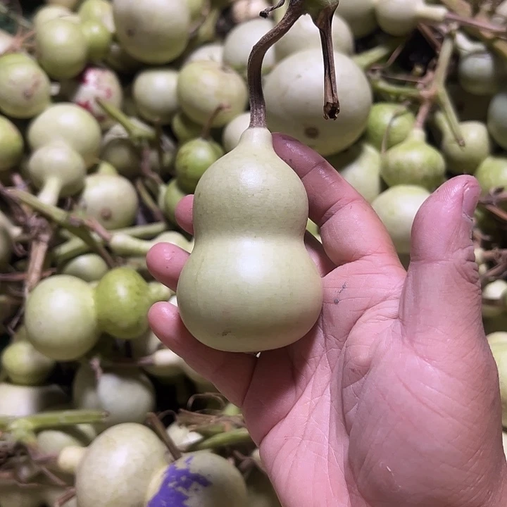 旗***x青皮包抽不包退，嘎嘎板正