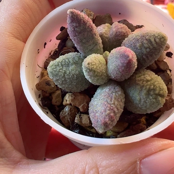 ?****宠我也是想的你呀怎么这么好