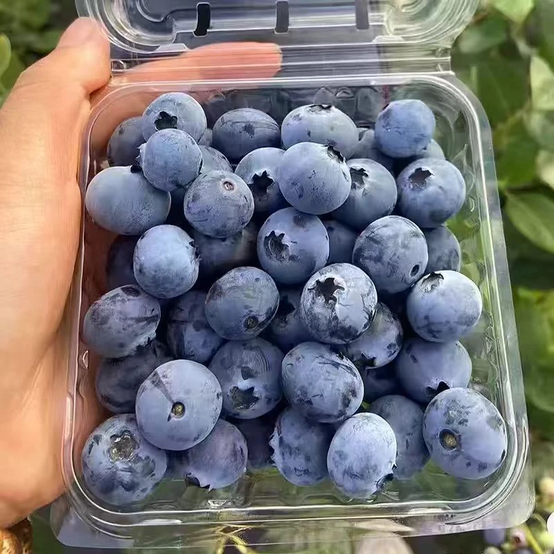 【国产中果蓝莓果径12+mm】净重2斤 新鲜现摘露天蓝莓 顺丰包邮