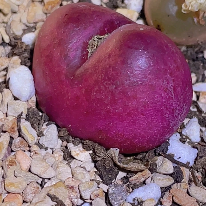 喵***崽；突突突突突突突中央音乐学院