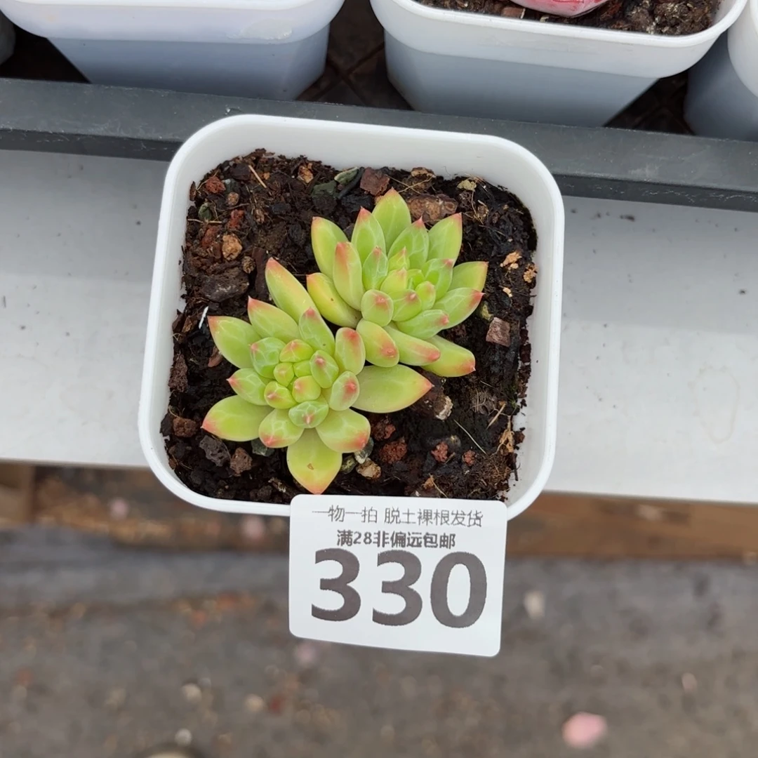 甲骨文无盆土发货