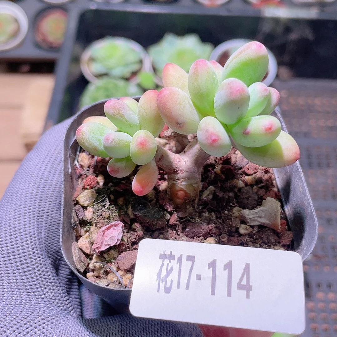花利美17-114苹果奶