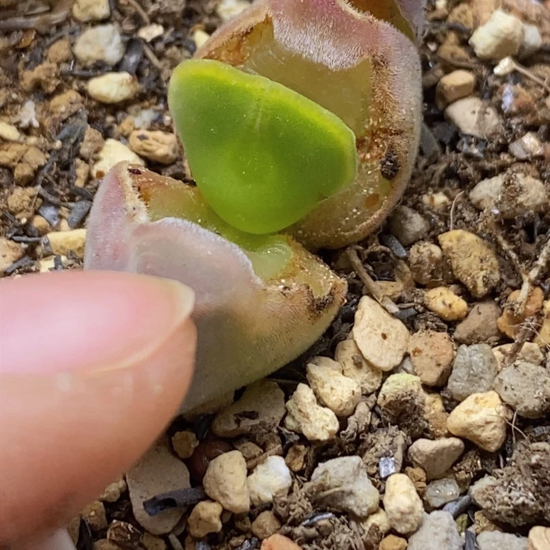 空蝉空蝉空蝉空蝉