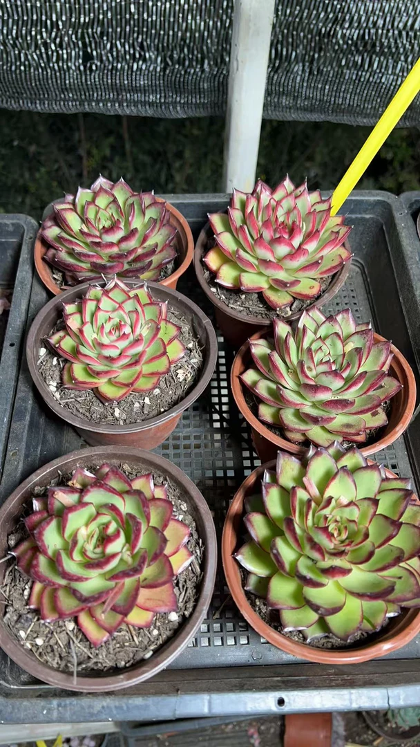 【火琉璃 满足九块九包邮】阳台办公室庭院老桩盆栽多肉植物