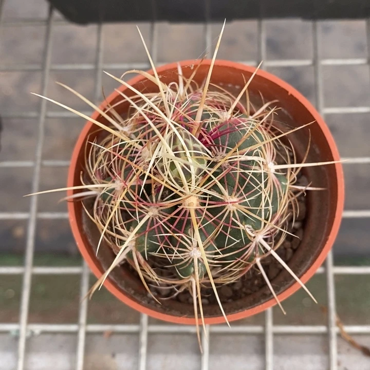 伯克利和格蕾纳等著名音乐家