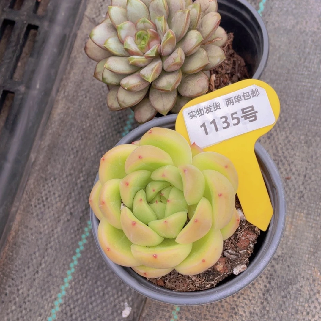 1135号 老桩葡萄加珍妮